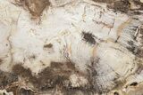 Petrified Wood (Beech) Slab - Deschutes River, Oregon #219328-1